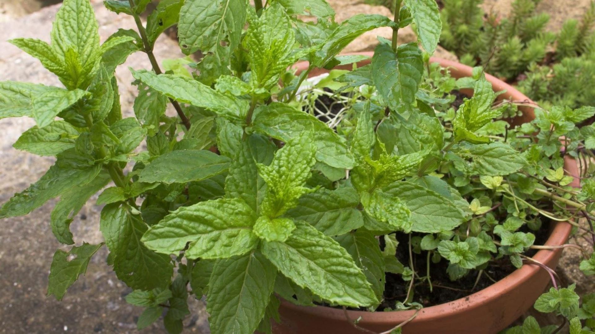 117-Billeder i mails og artikler (1920 × 1080px) (47).jpg