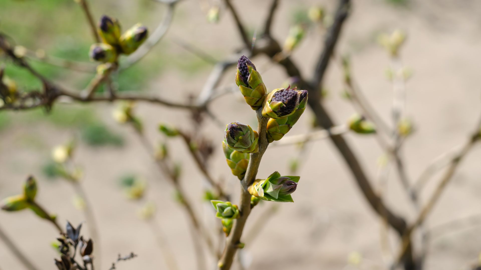 12-Billeder i mails og artikler (1920 × 1080px) - 2024-01-04T083312.647.jpg