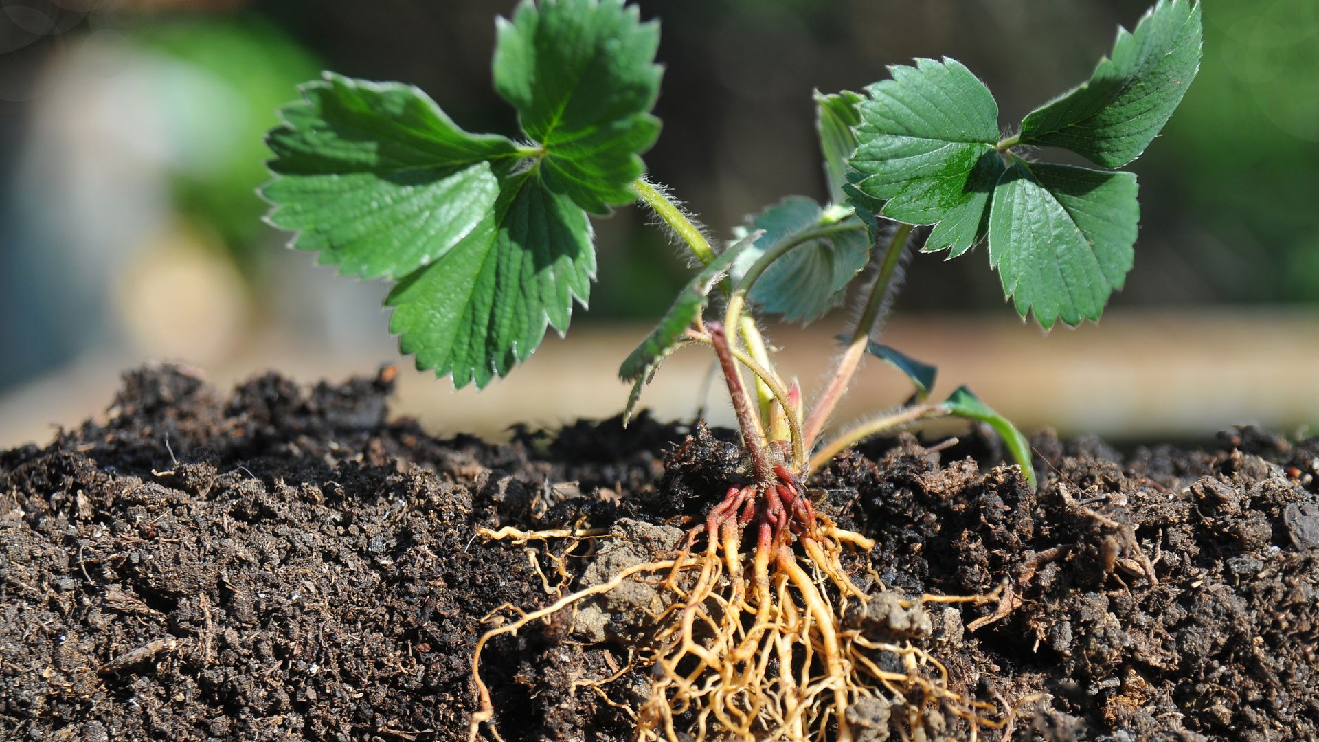 121-Billeder i mails og artikler (1920 × 1080px) (40).jpg