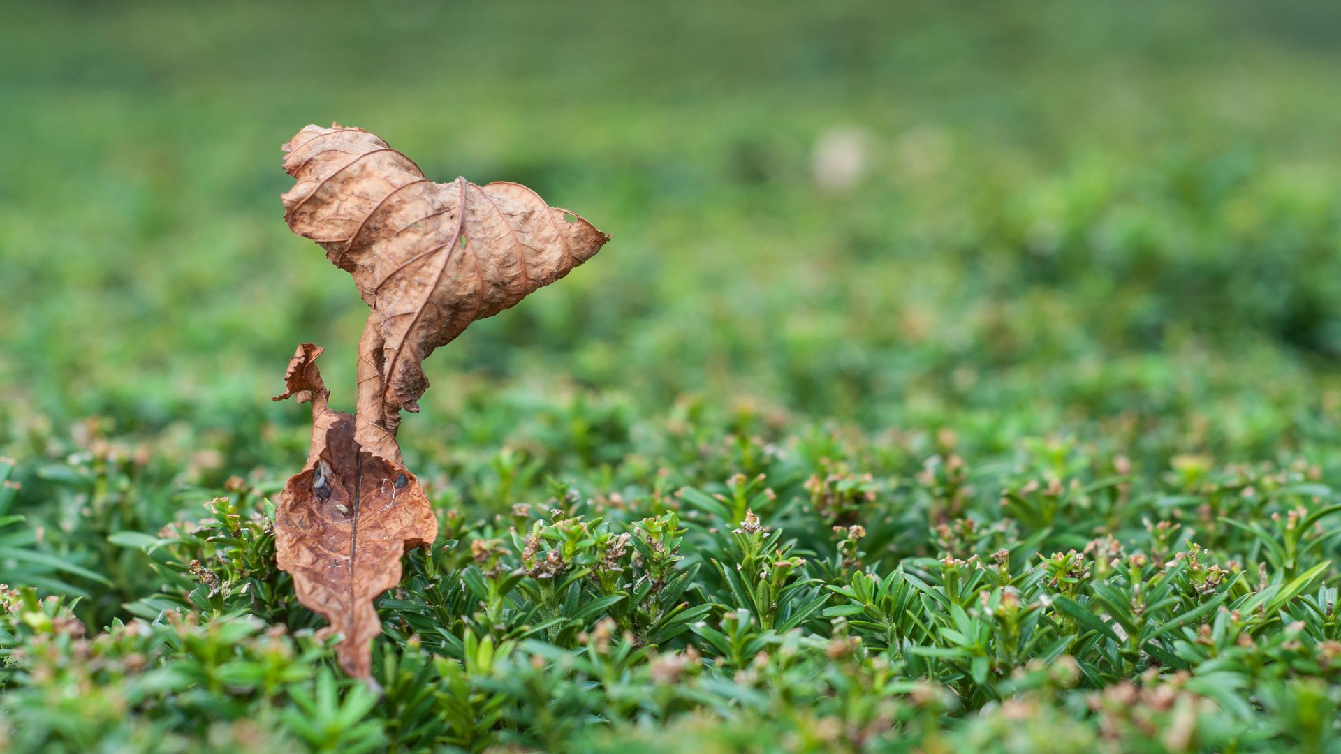 124-Billeder i mails og artikler (1920 × 1080px) - 2024-01-04T132953.896.jpg