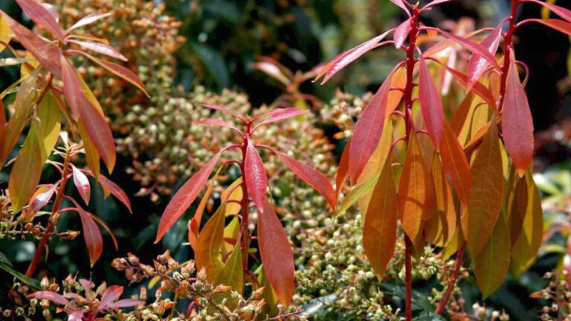 133-Billeder i mails og artikler (1920 × 1080px) (5).jpg