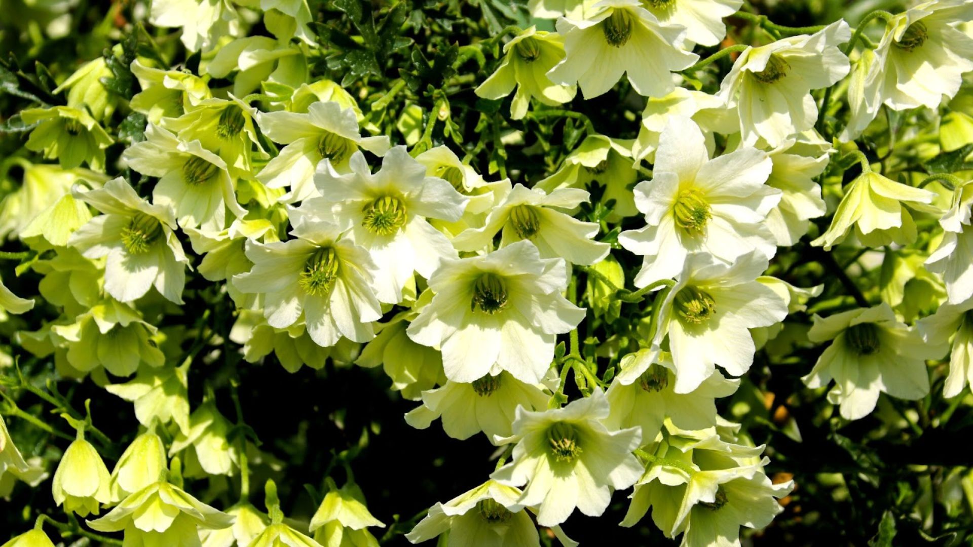 135-Billeder i mails og artikler (1920 × 1080px) (37).jpg