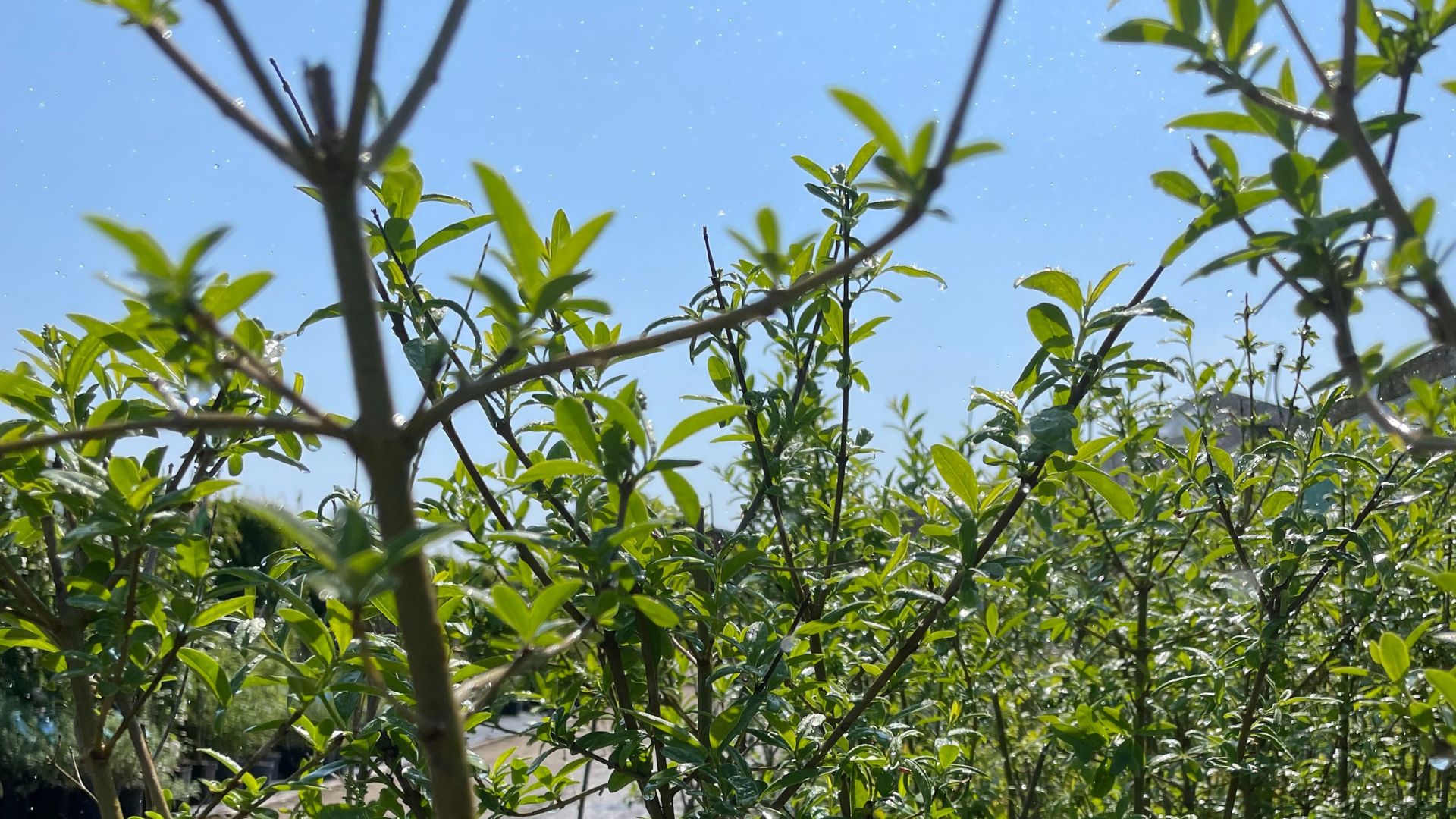 137-Billeder i mails og artikler (1920 × 1080px) - 2023-06-14T111935.047.jpg