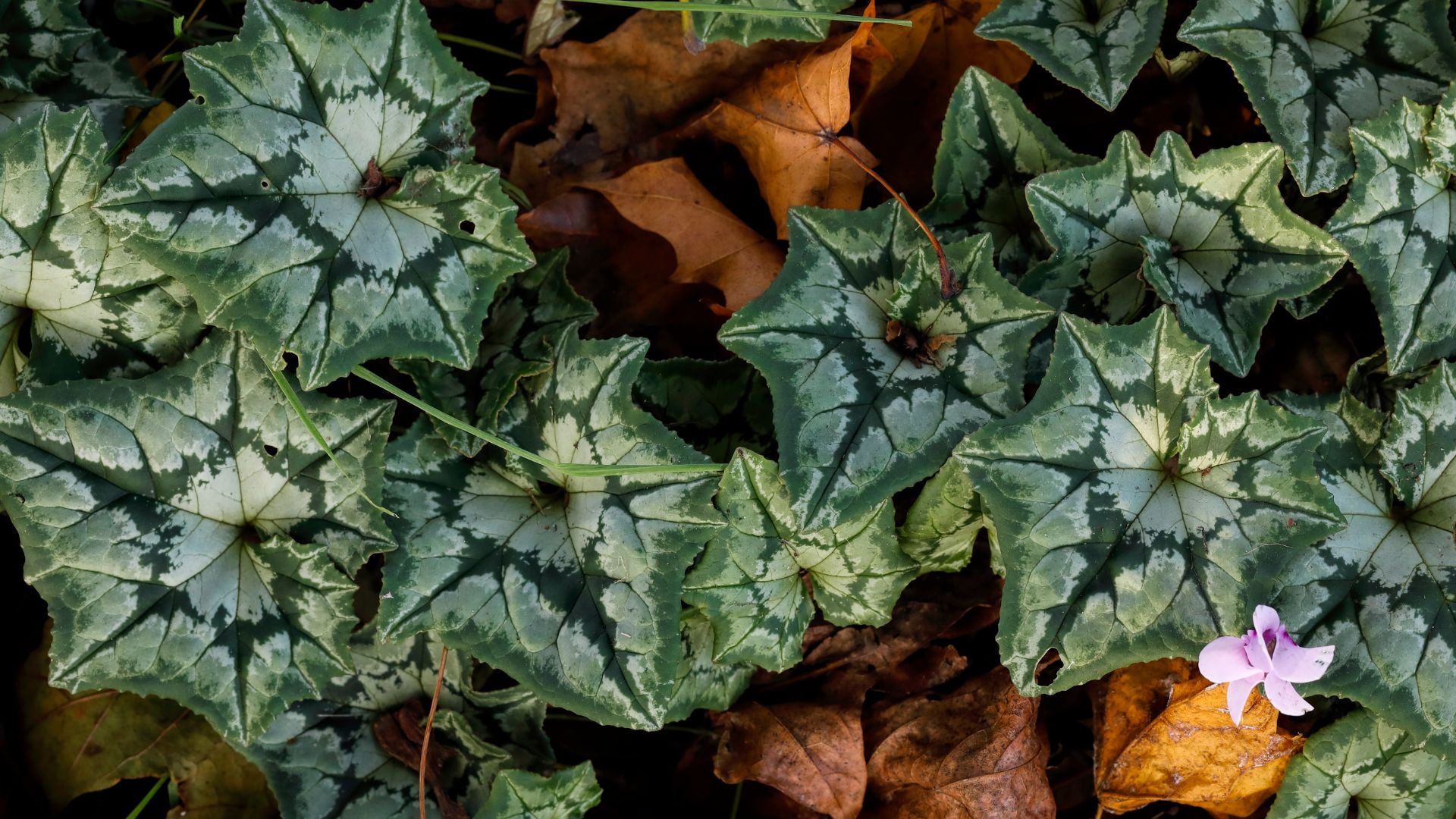 138-Billeder i mails og artikler (1920 × 1080px) - 2023-09-01T122502.026.jpg