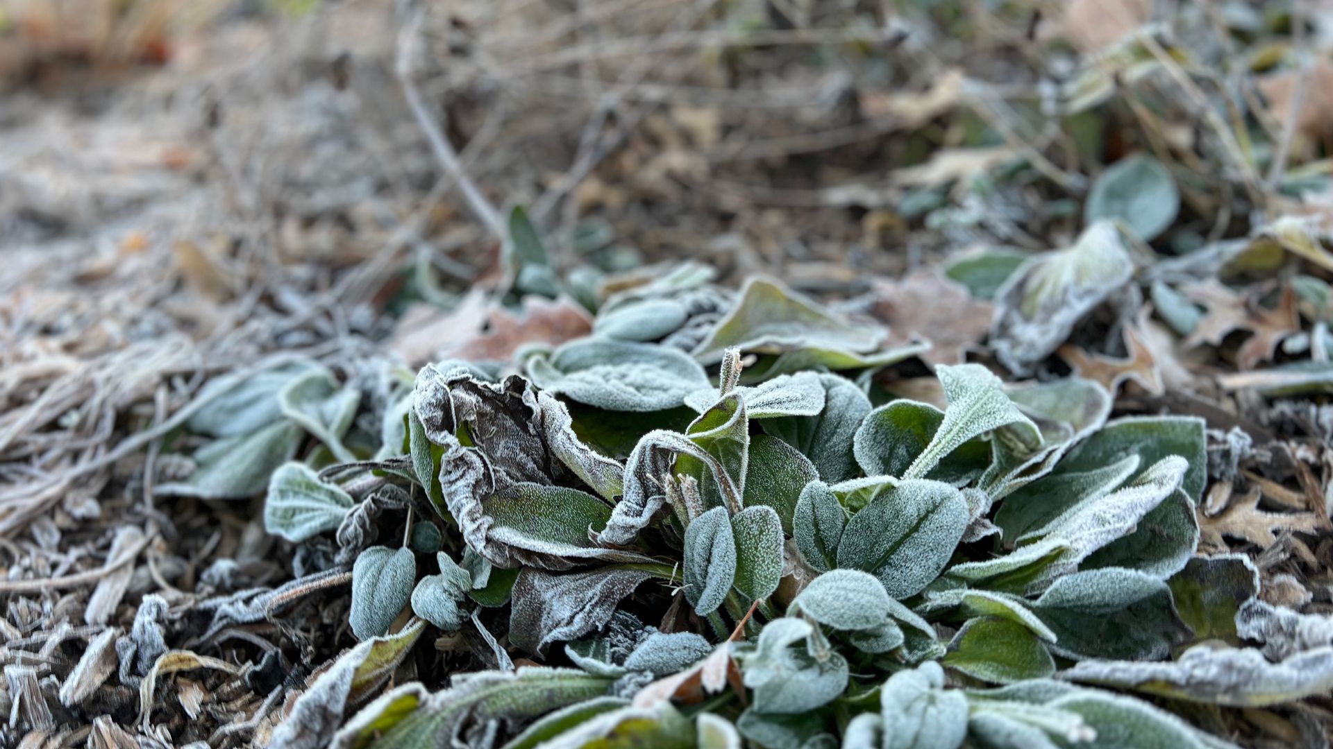 14-Billeder i mails og artikler (1920 × 1080px) - 2023-10-25T133312.830.jpg