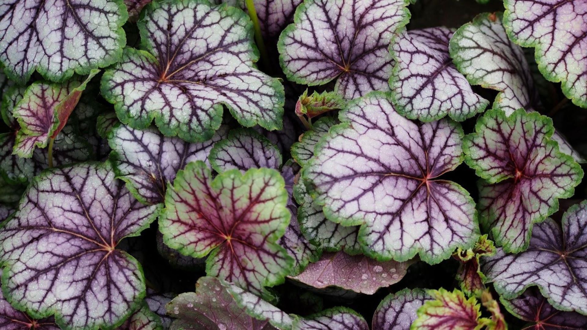 142-Billeder i mails og artikler (1920 × 1080px) - 2023-04-18T130628.431.jpg