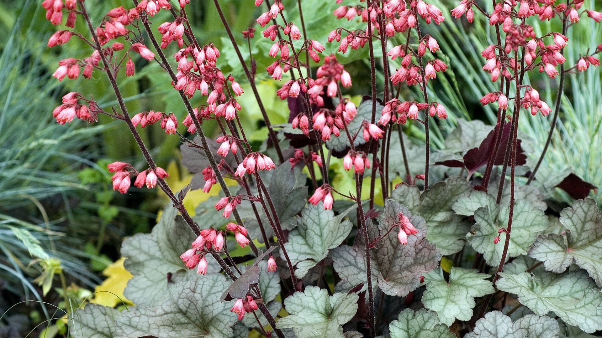 145-Billeder i mails og artikler (1920 × 1080px) - 2023-11-07T133516.829.jpg