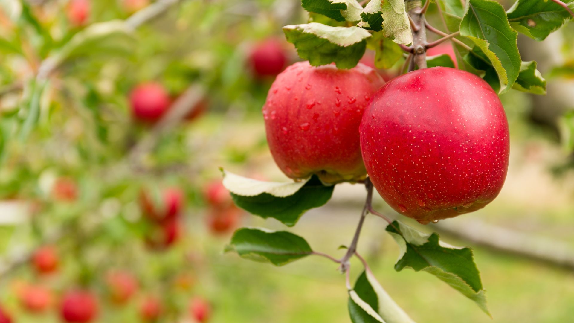 149-Billeder i mails og artikler (1920 × 1080px) - 2023-09-05T115720.731.jpg