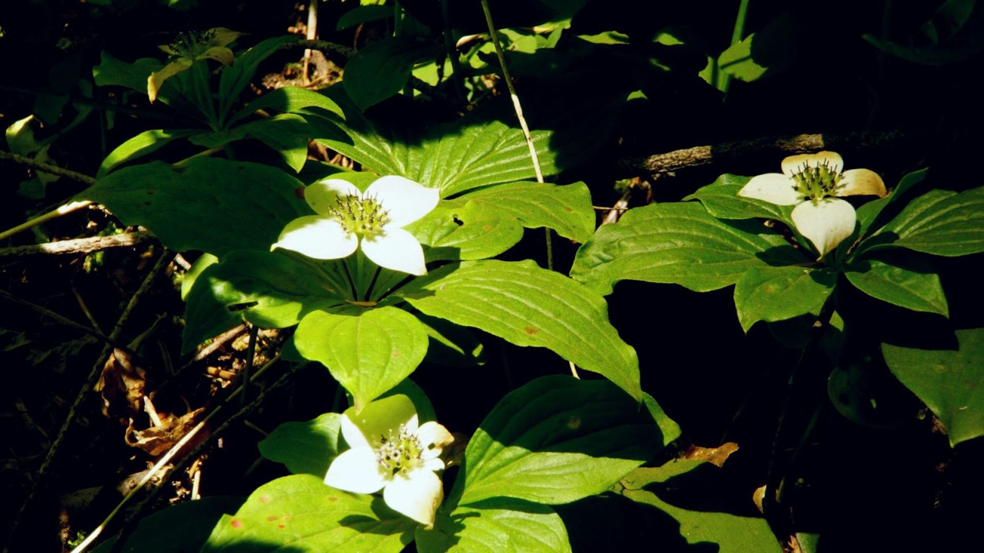 151-Billeder i mails og artikler (1920 × 1080px) (18).jpg