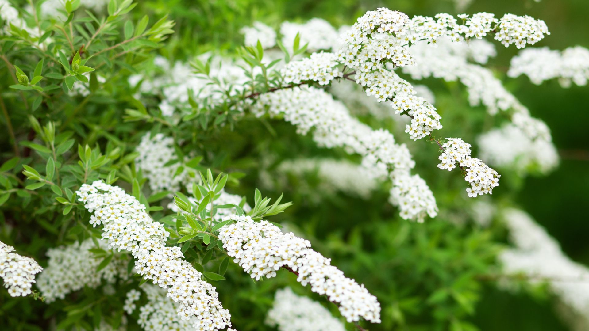 154-Billeder i mails og artikler (1920 × 1080px) - 2024-03-05T135351.959.jpg