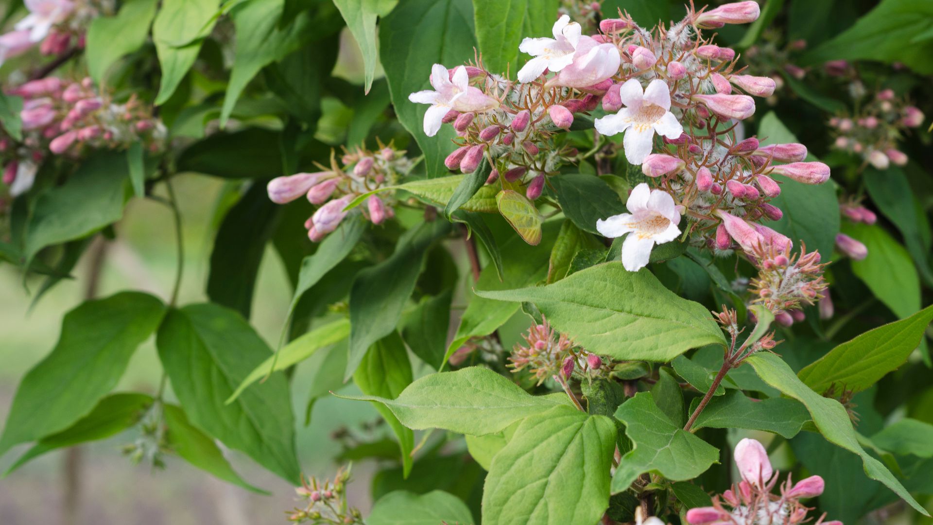 155-Billeder i mails og artikler (1920 × 1080px) - 2024-01-03T160130.967.jpg