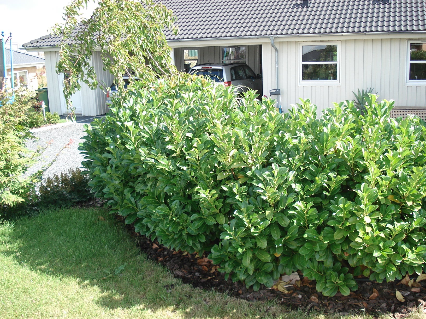 Etna som uklippet hæk