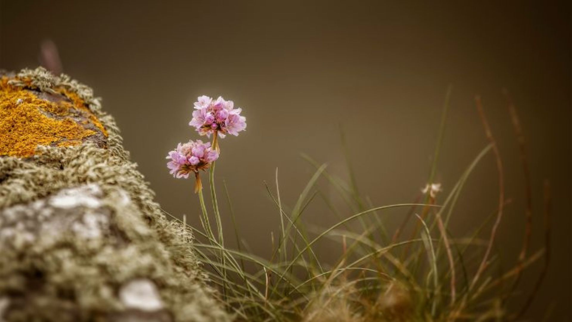 162-Billeder i mails og artikler (1920 × 1080px) (59).jpg