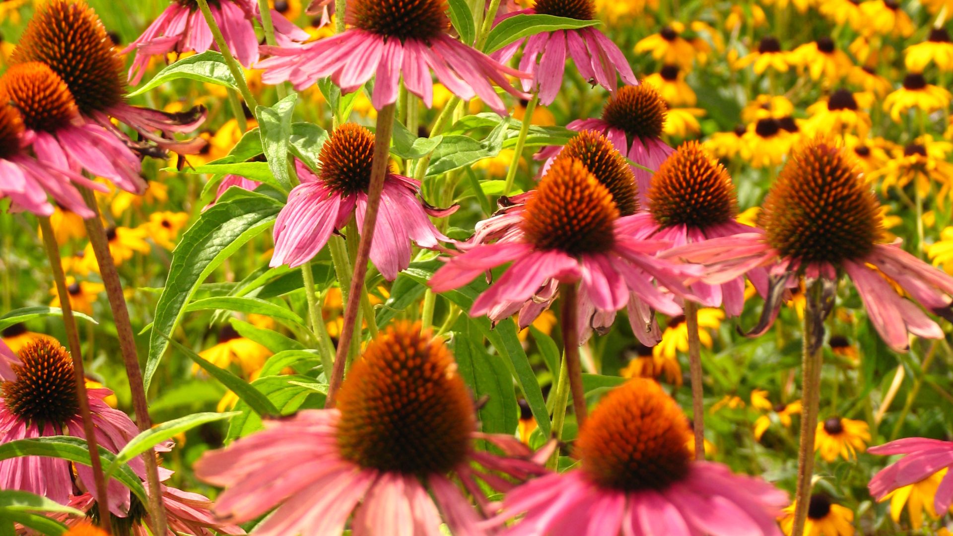 166-Billeder i mails og artikler (1920 × 1080px) (37).jpg