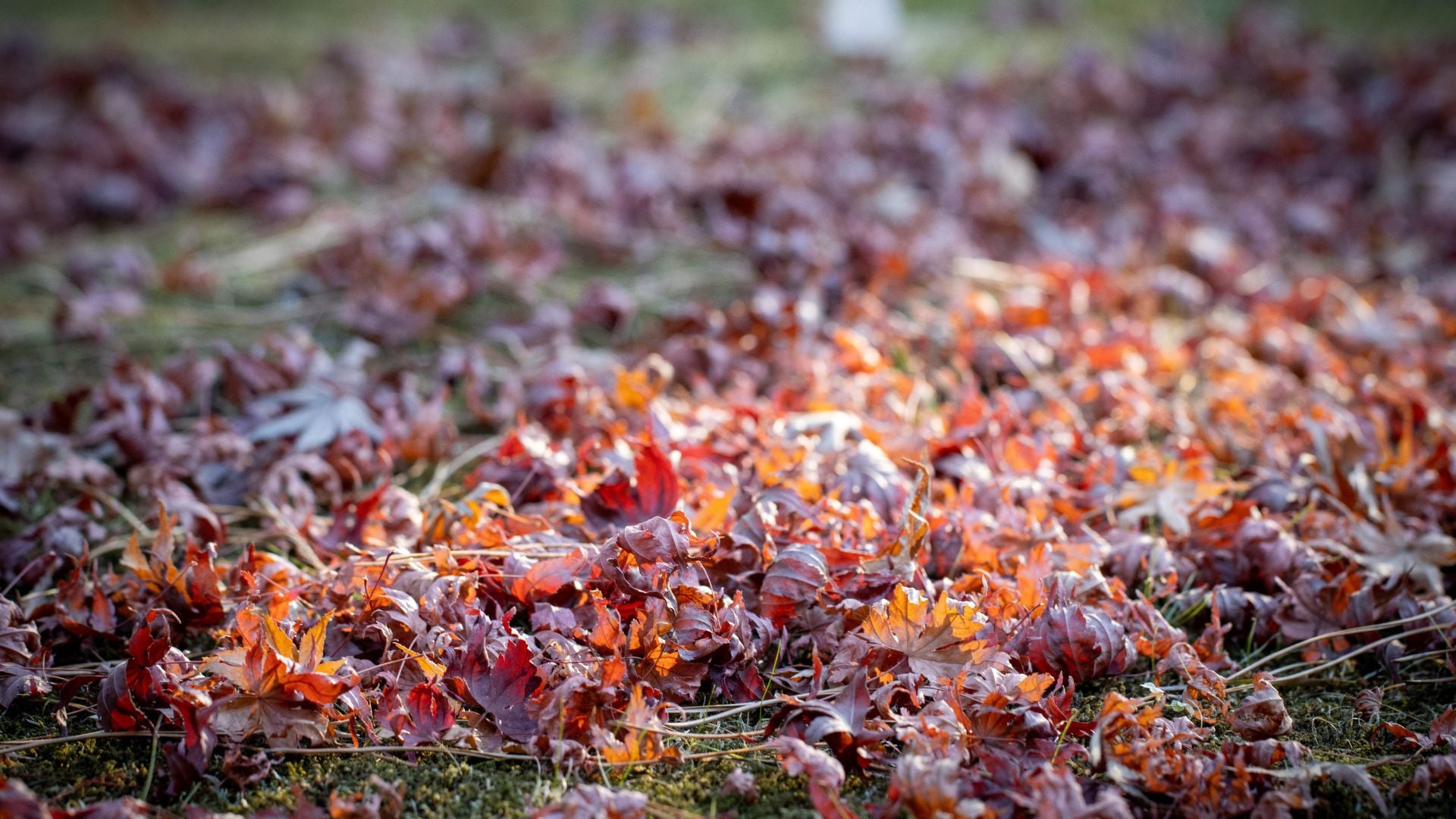 167-Billeder i mails og artikler (1920 × 1080px) - 2023-12-11T154615.076.jpg