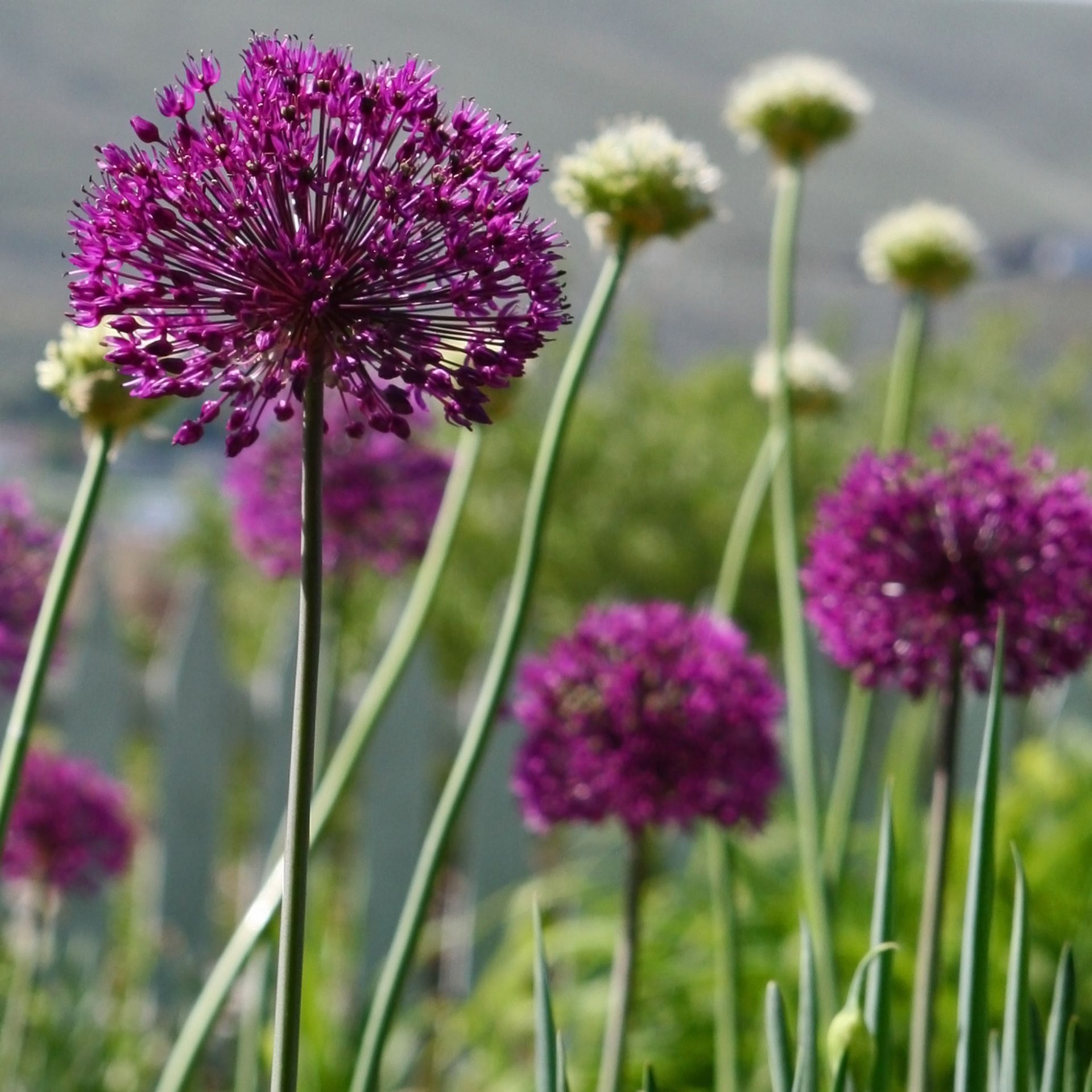 170-Unavngivet (1920 × 1920px) (3).jpg