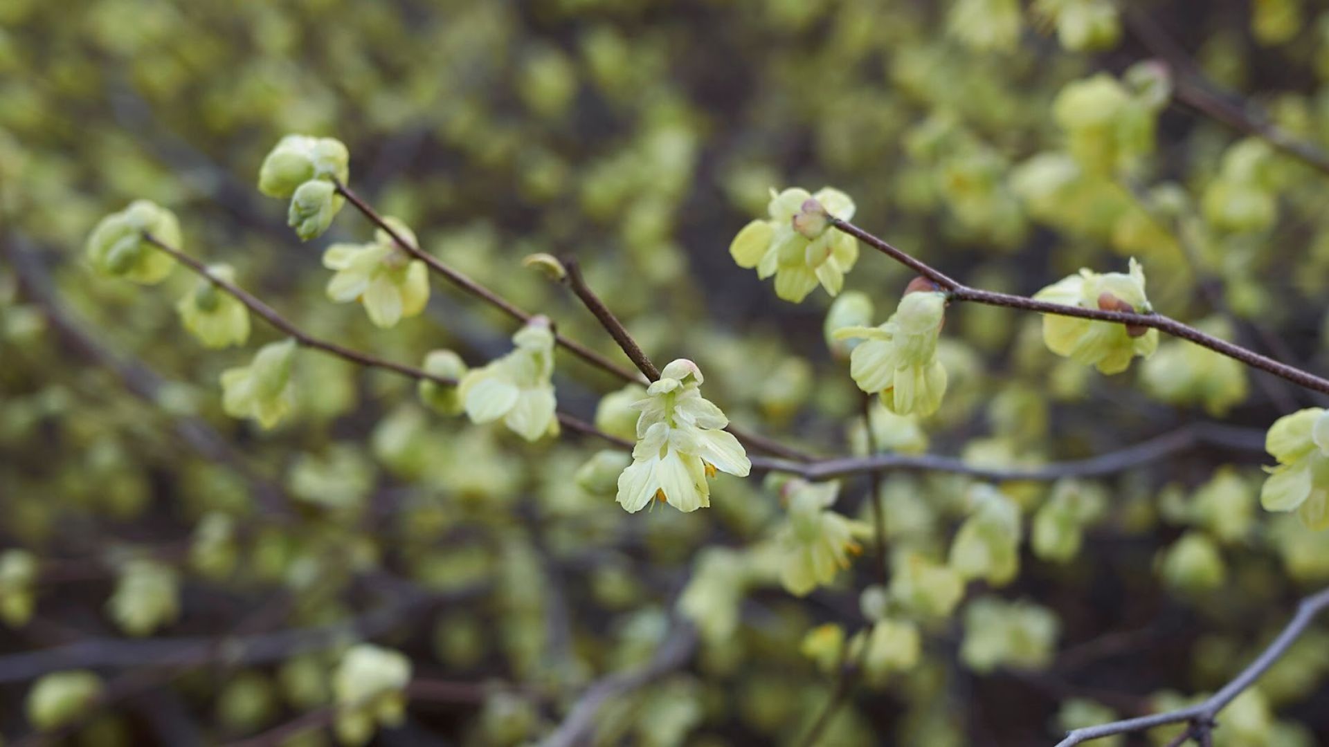 171-Billeder i mails og artikler (1920 × 1080px) (2).jpg