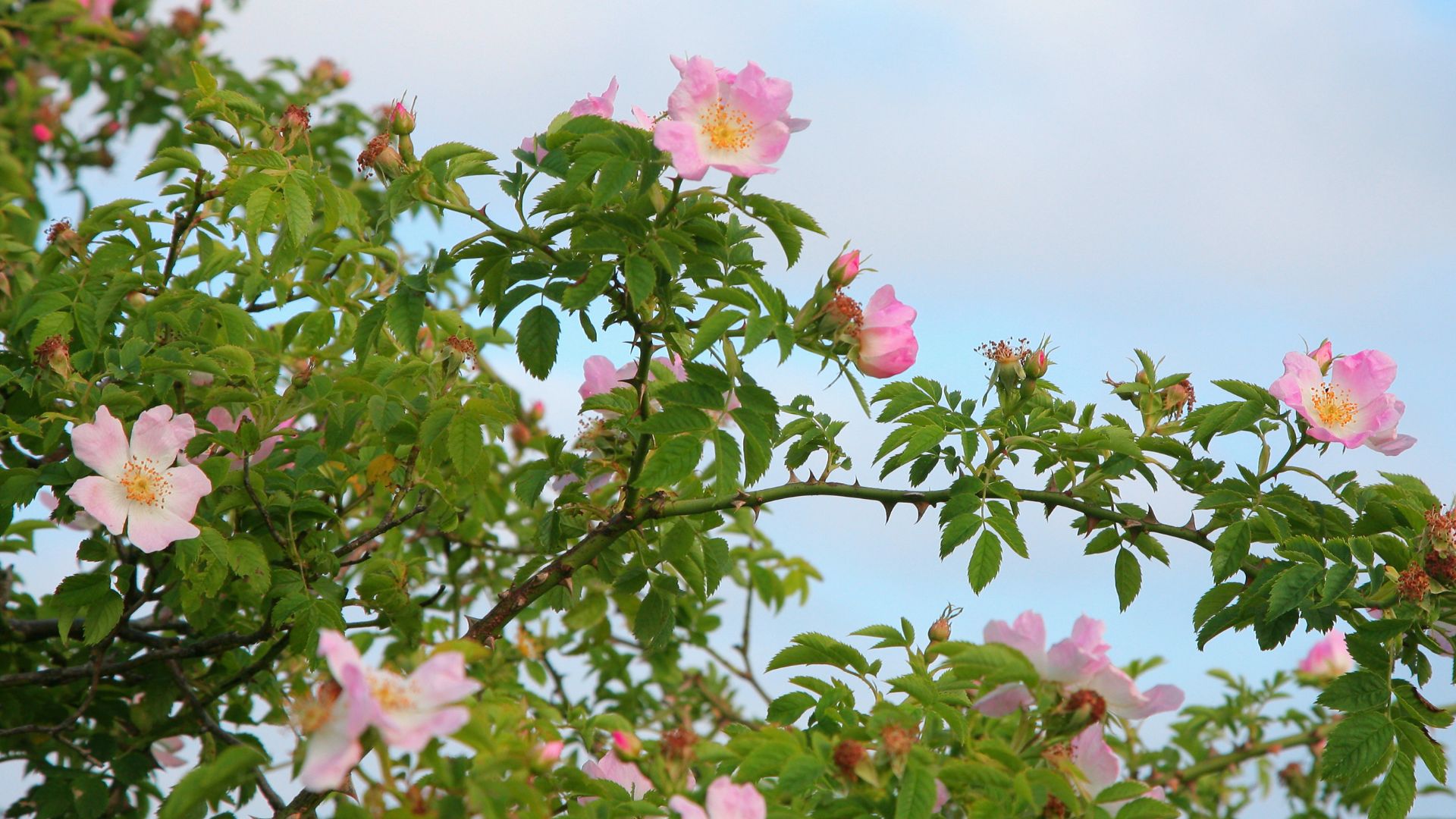 171-Billeder i mails og artikler (1920 × 1080px) - 2023-07-26T103245.614.jpg