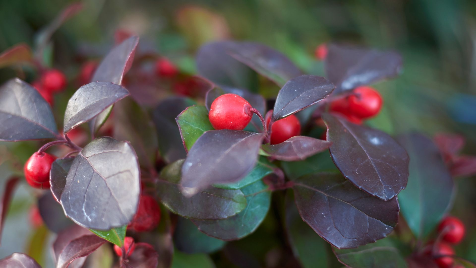 172-Billeder i mails og artikler (1920 × 1080px) - 2023-10-25T082408.126.jpg