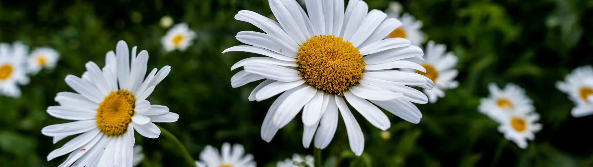 177-til lister (1920 × 540px) (50).jpg