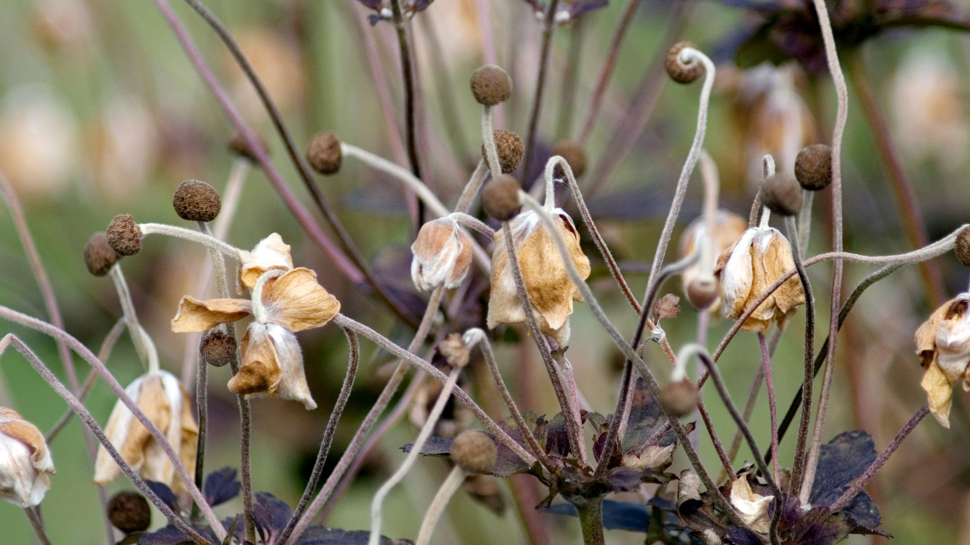 178-Billeder i mails og artikler (1920 × 1080px) - 2023-07-10T144947.989.jpg