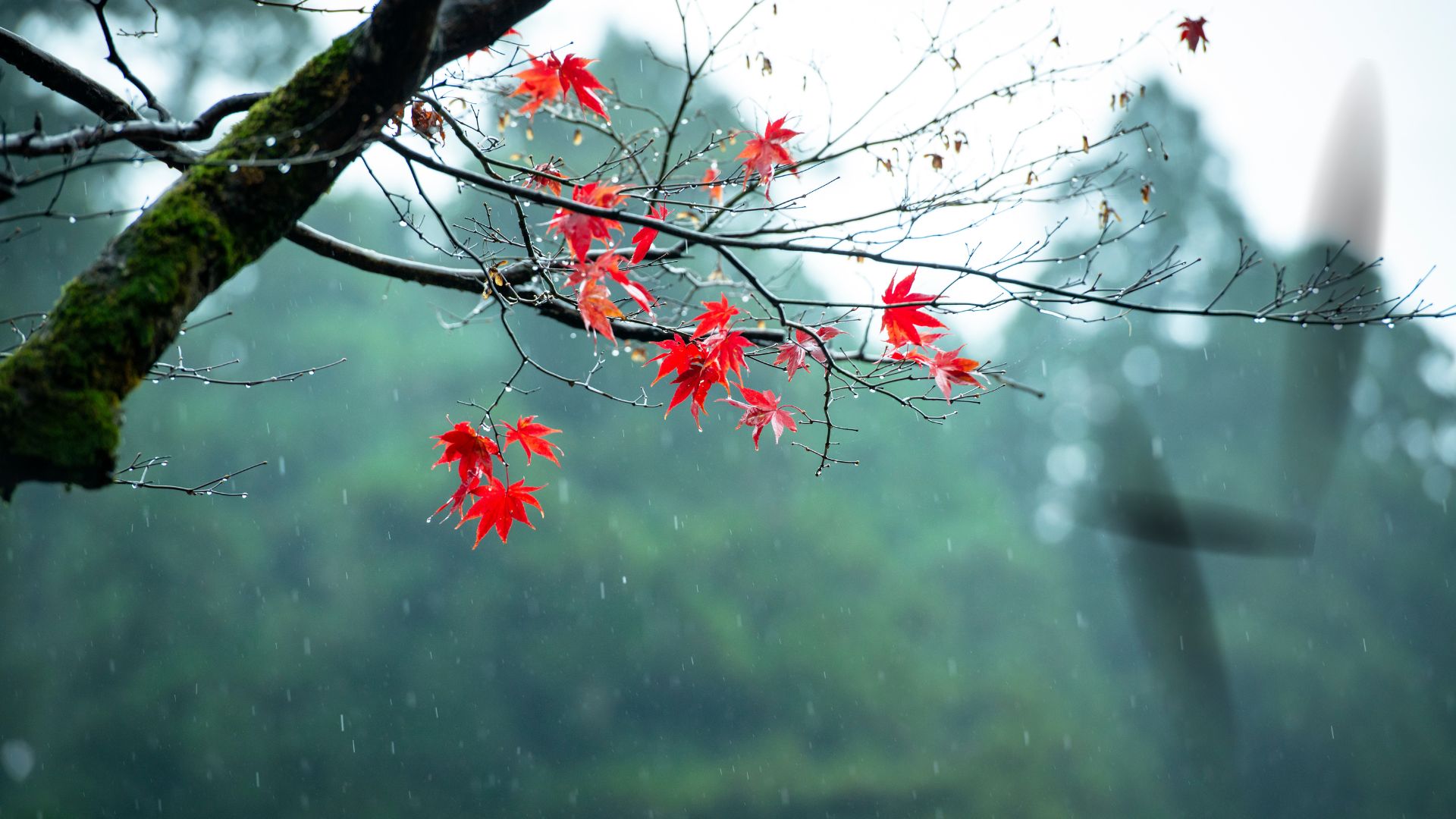 186-Billeder i mails og artikler (1920 × 1080px) - 2023-10-31T131949.427.jpg