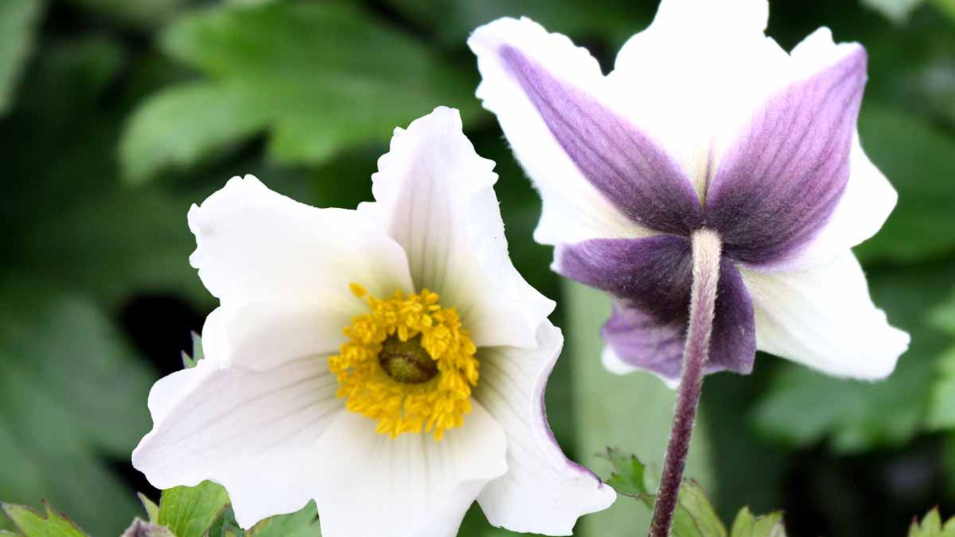 191-Billeder i mails og artikler (1920 × 1080px) - 2023-07-10T142320.412.jpg