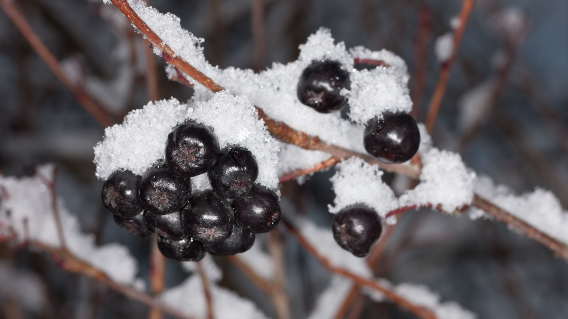 191-Billeder i mails og artikler (1920 × 1080px) - 2023-07-17T102733.802.jpg
