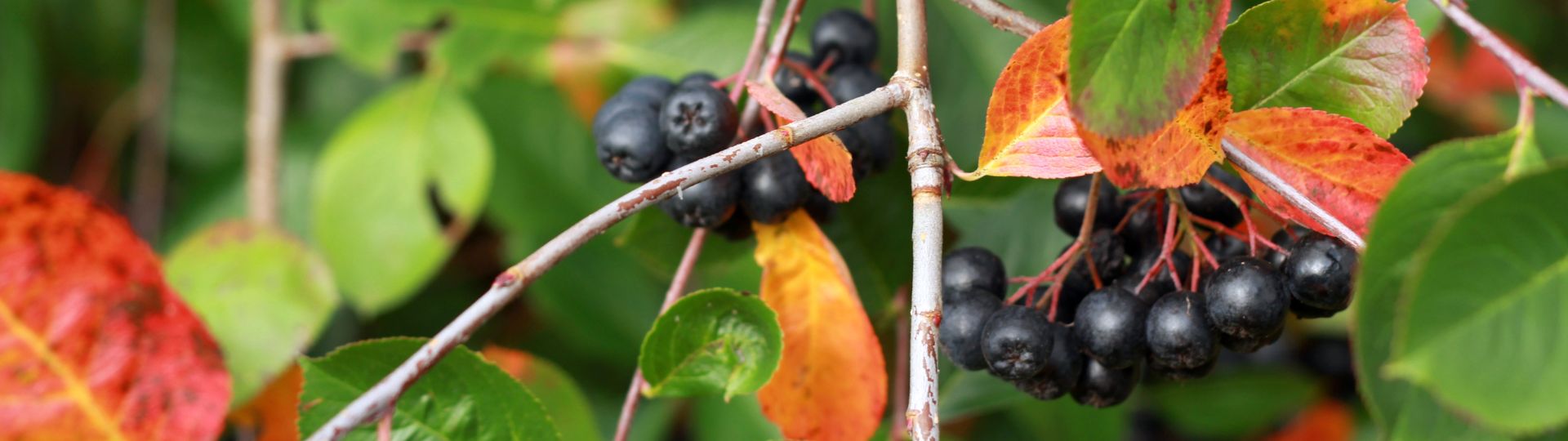 192-til lister (1920 × 540px) (37).jpg