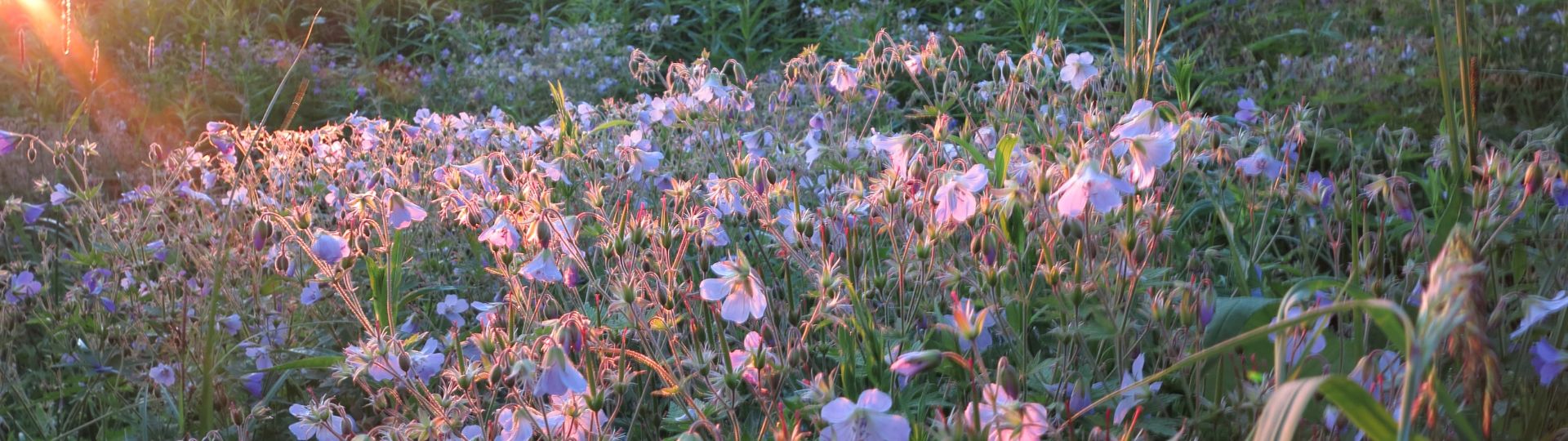 195-til lister (1920 × 540px) (11).jpg