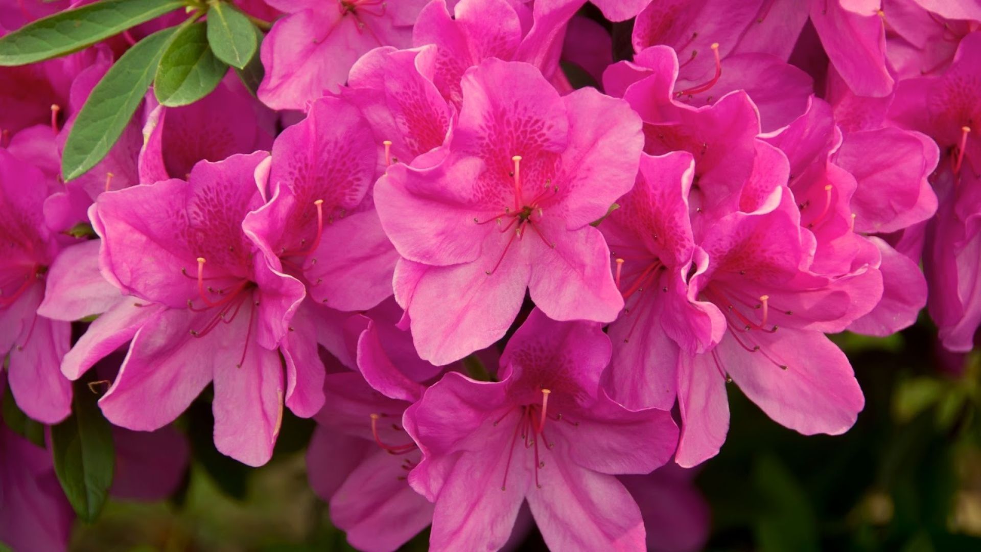 199-Billeder i mails og artikler (1920 × 1080px) (2).jpg