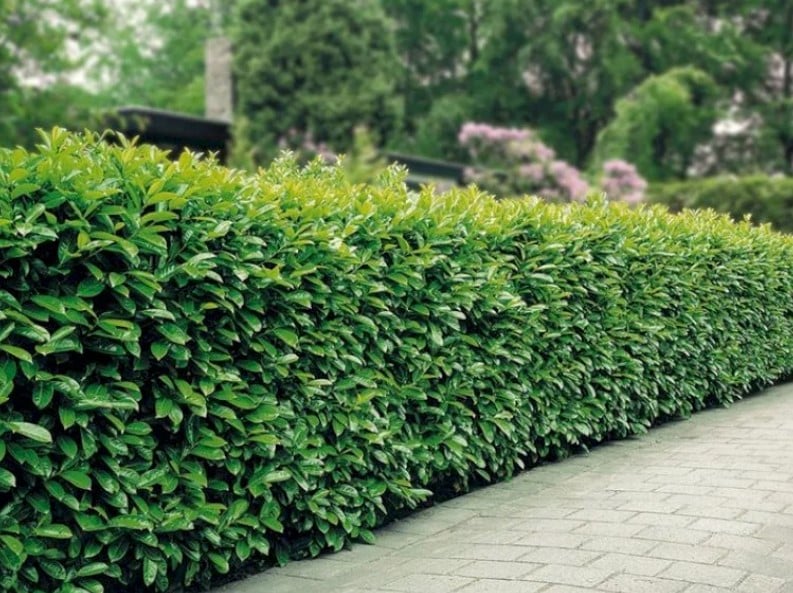 Etna som klippet hæk