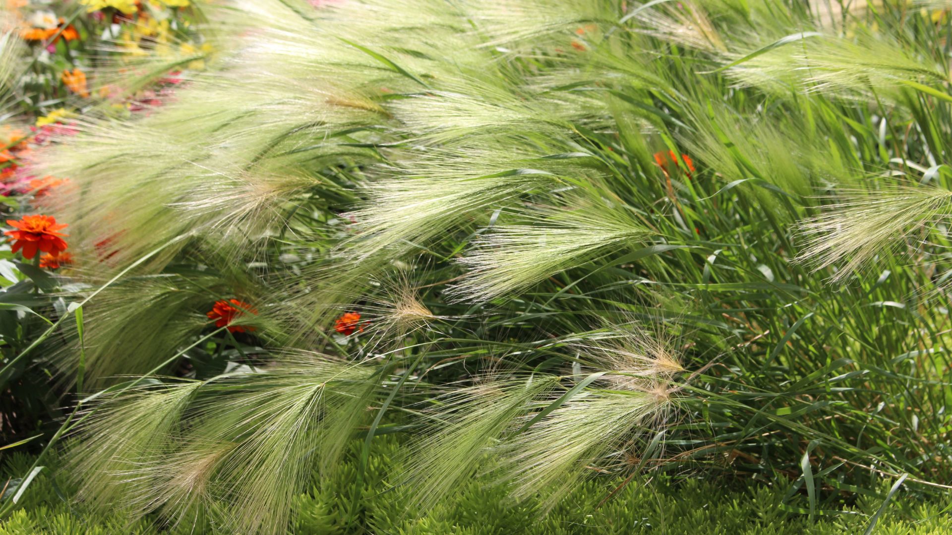 20-Billeder i mails og artikler (1920 × 1080px) - 2024-01-17T080919.526.jpg