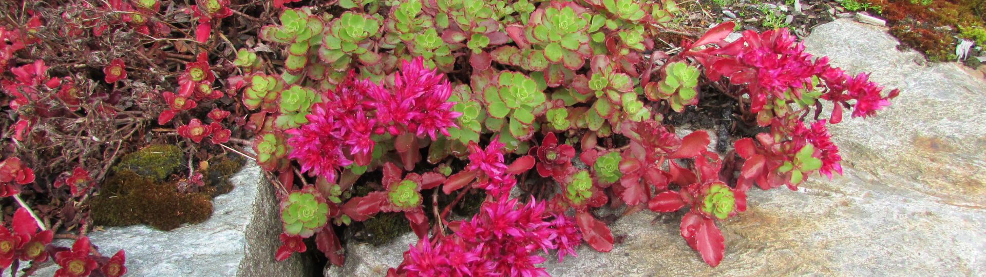 202-til lister (1920 × 540px) - 2024-04-05T132202.482.jpg