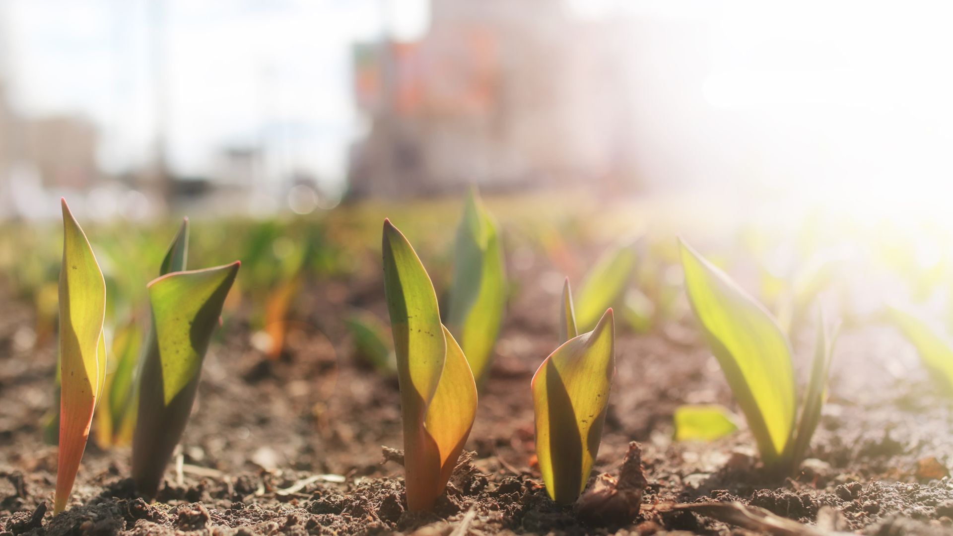 206-Billeder i mails og artikler (1920 × 1080px) (37).jpg