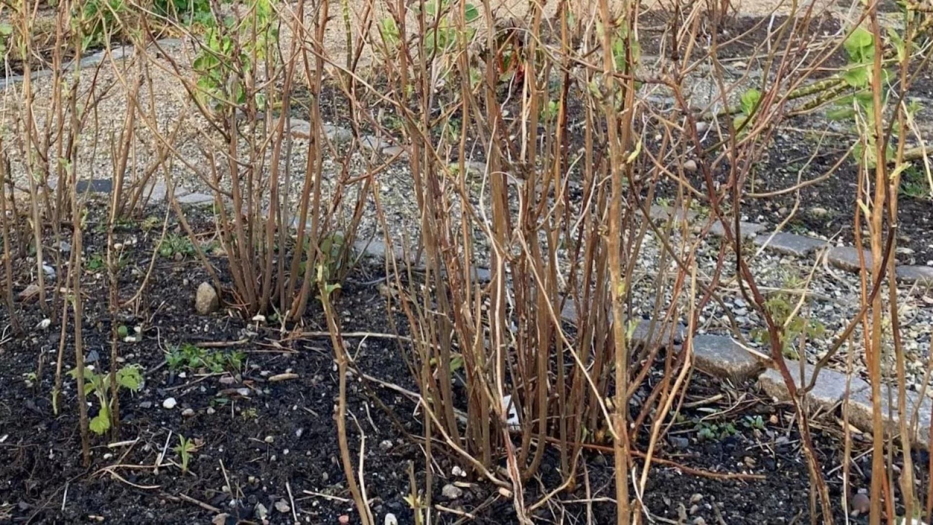 207-Billeder i mails og artikler (1920 × 1080px) - 2023-04-14T154337.088.jpg