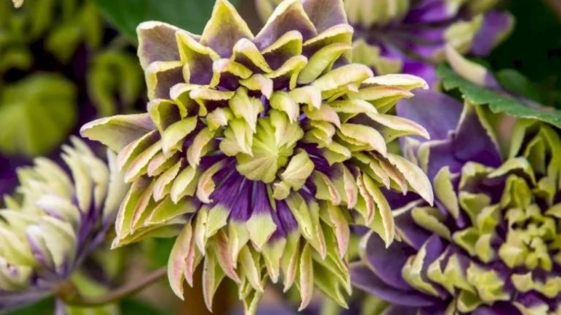 209-Billeder i mails og artikler (1920 × 1080px) (25).jpg