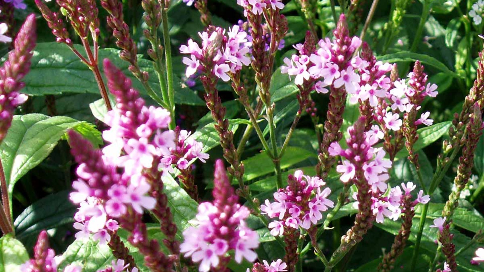 209-Billeder i mails og artikler (1920 × 1080px) (82).jpg