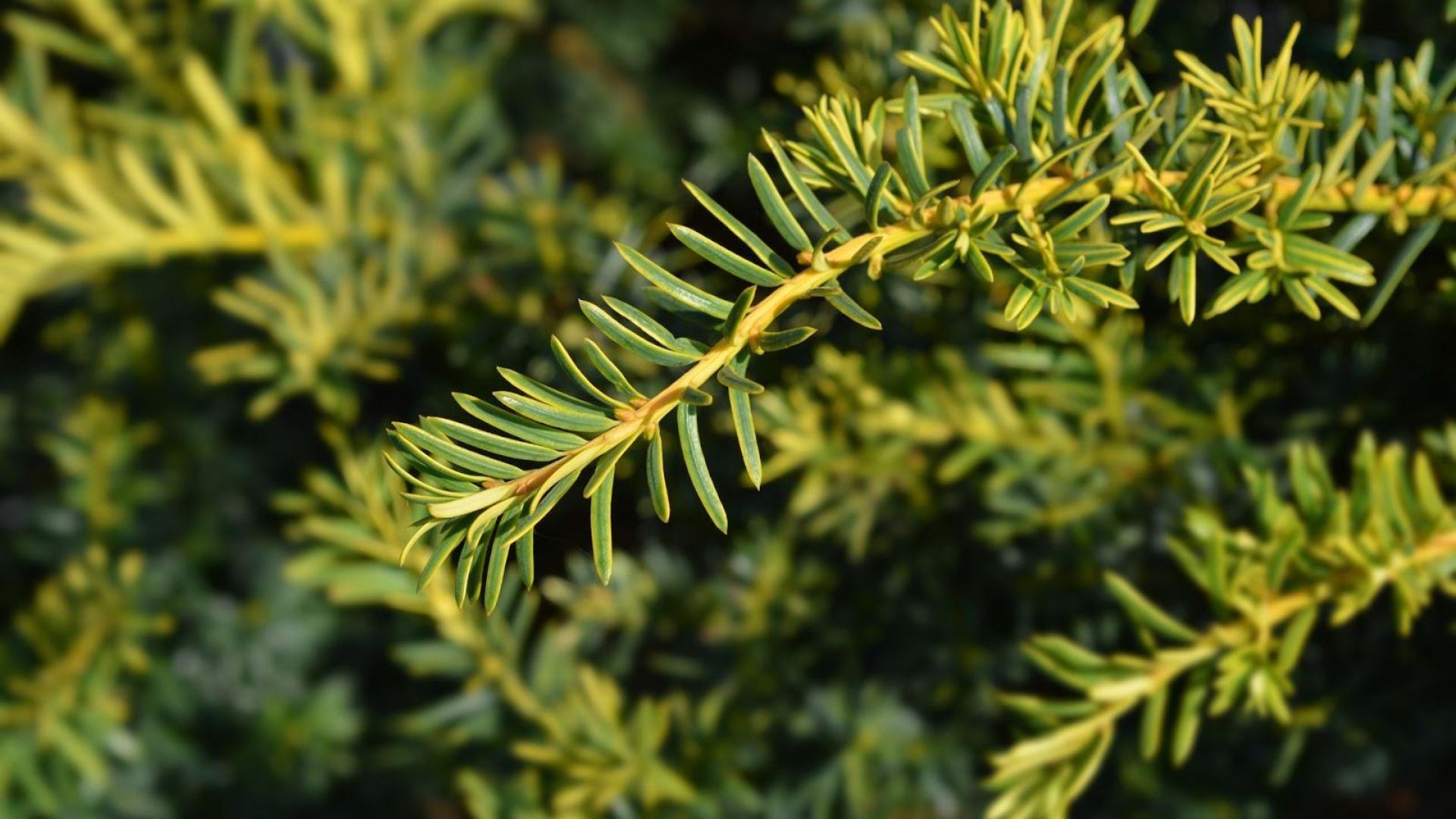 210-Billeder i mails og artikler (1920 × 1080px) (79).jpg