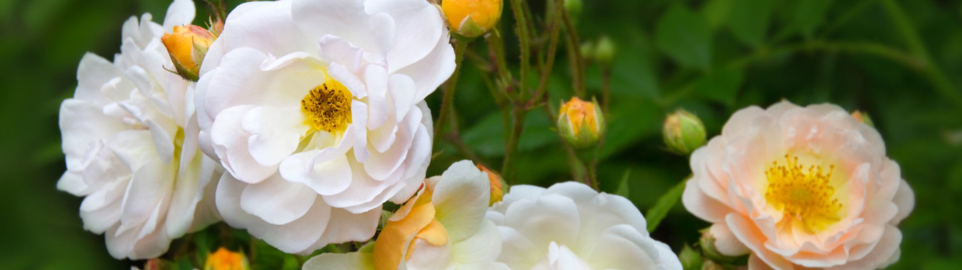 212-til lister (1920 × 540px).jpg