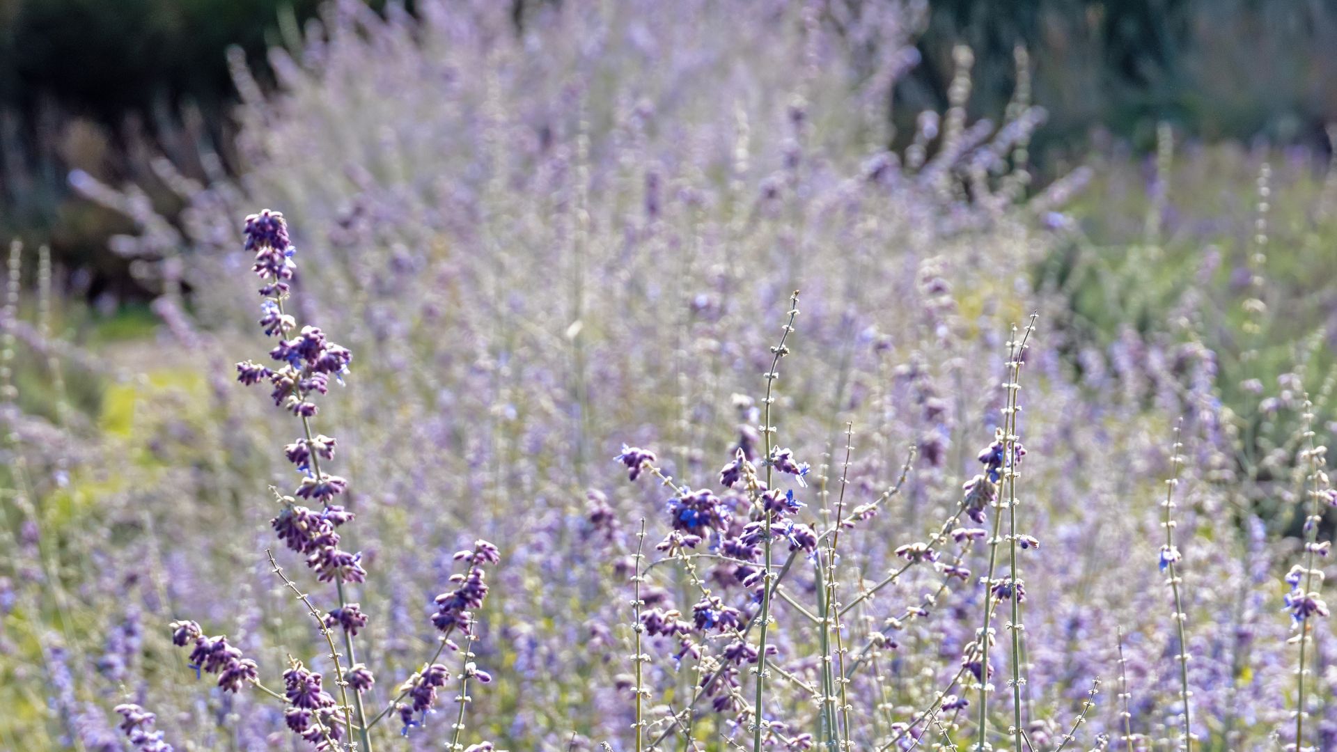 218-Billeder i mails og artikler (1920 × 1080px) (3).jpg