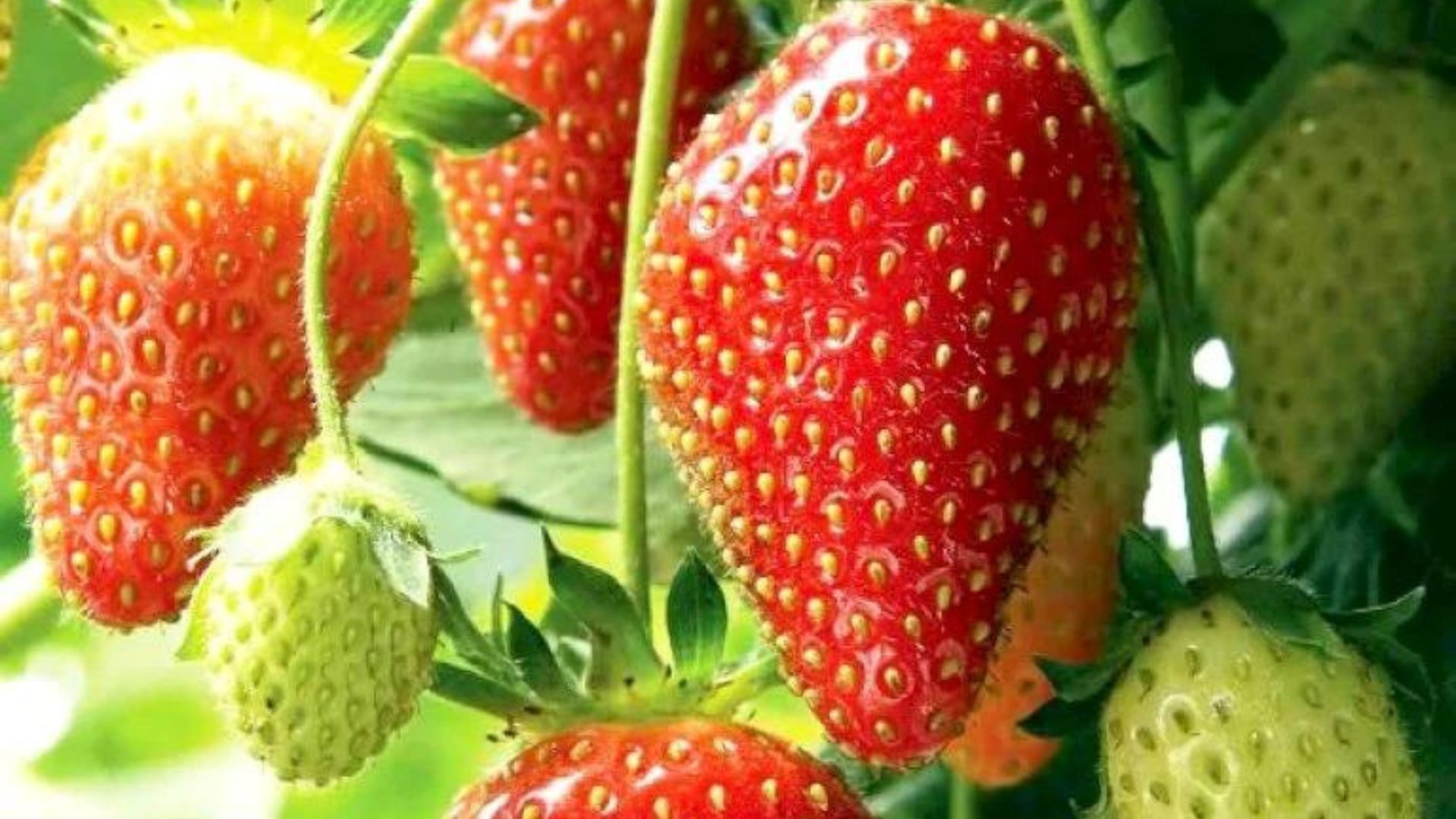 219-Billeder i mails og artikler (1920 × 1080px) (36).jpg