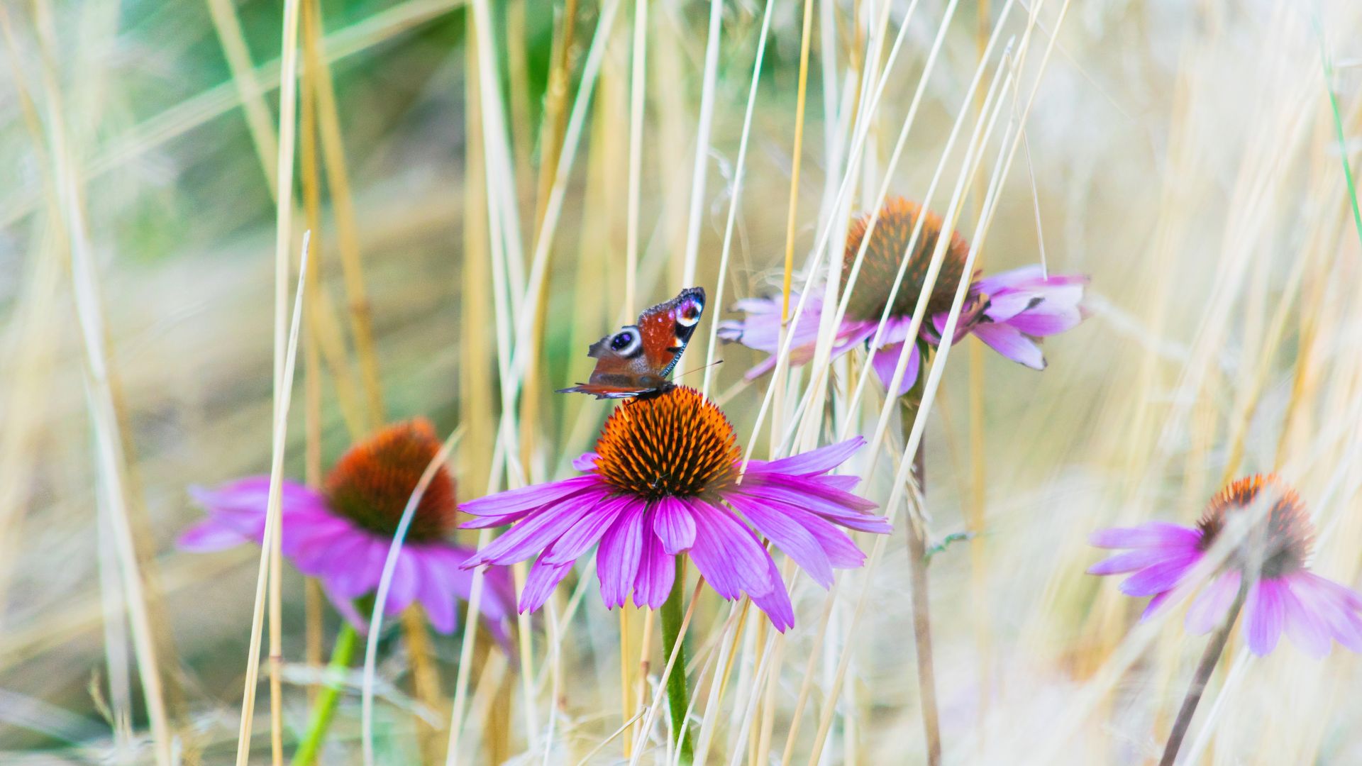 220-Billeder i mails og artikler (1920 × 1080px) (11).jpg