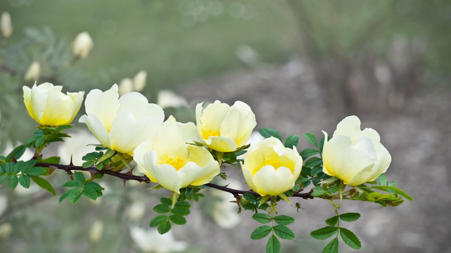 223-Billeder i mails og artikler (1920 × 1080px) (13).jpg