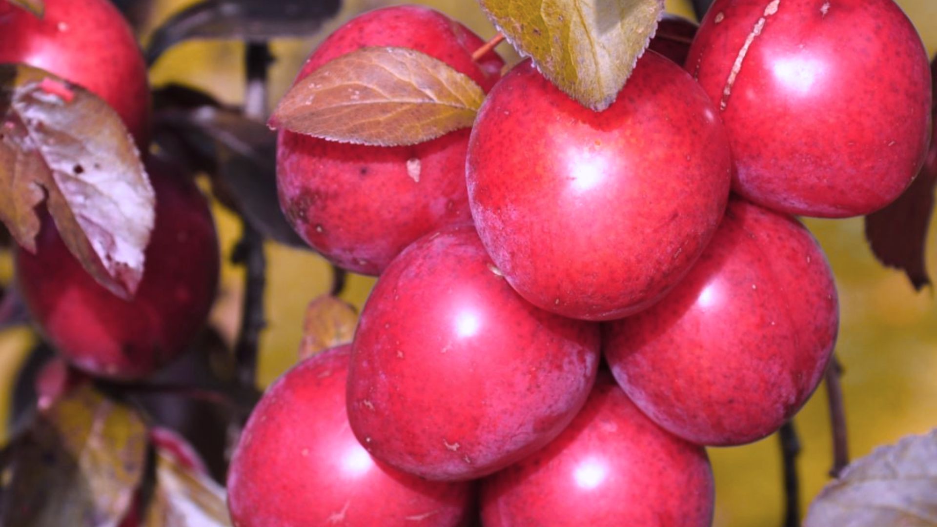 223-Billeder i mails og artikler (1920 × 1080px) - 2023-10-25T075839.807.jpg