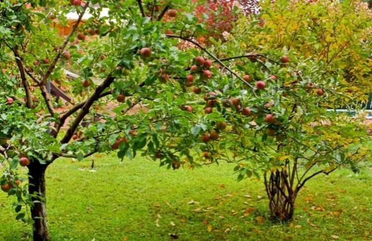 Plantning og pasning af æbletræer