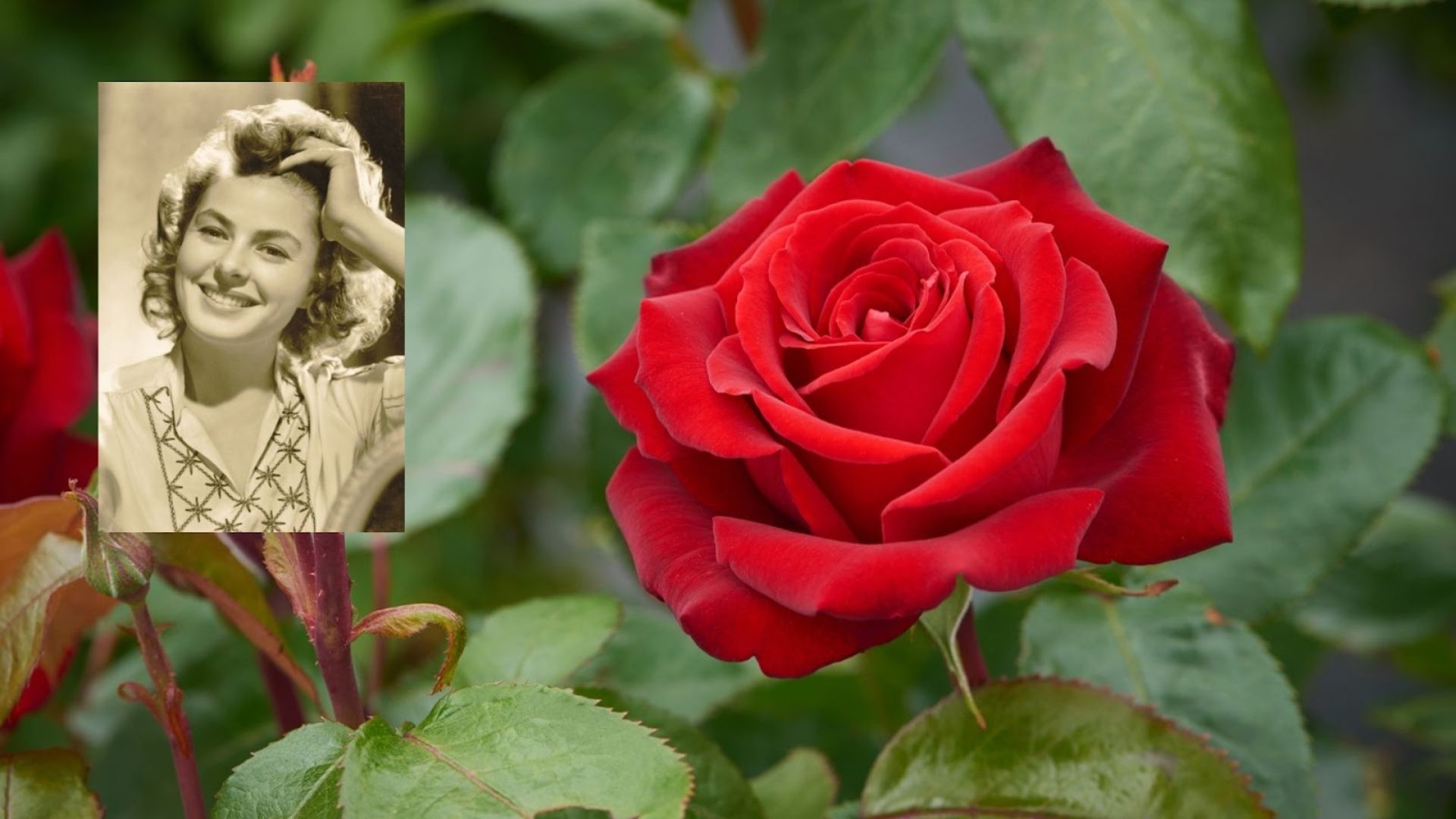 228-Billeder i mails og artikler (1920 × 1080px) (8).jpg