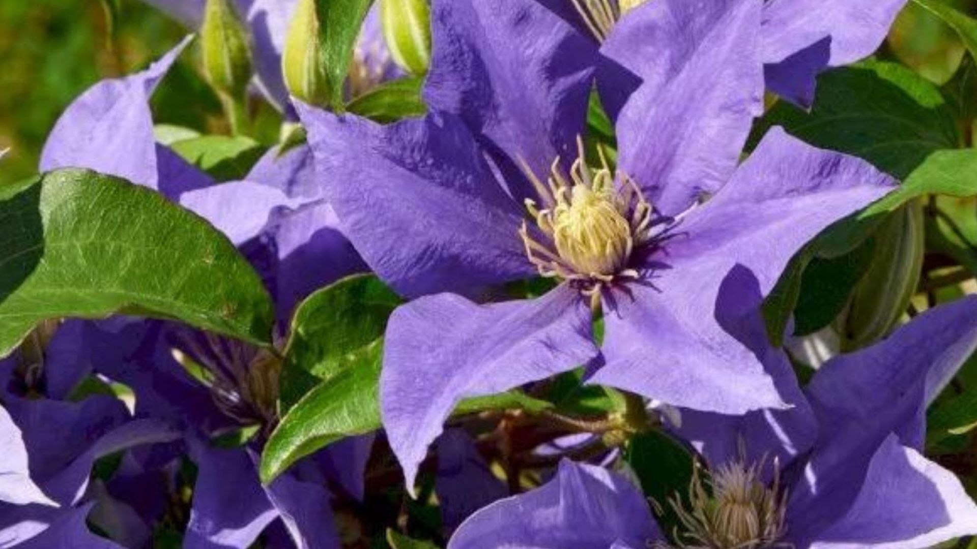 230-Billeder i mails og artikler (1920 × 1080px) (30).jpg