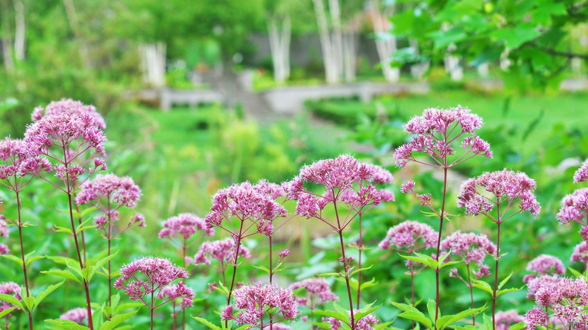 234-Billeder i mails og artikler (1920 × 1080px) (14).jpg