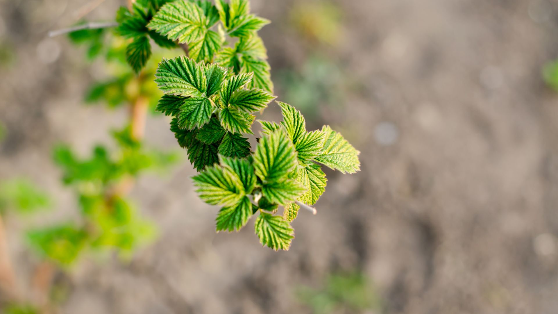 238-Billeder i mails og artikler (1920 × 1080px) - 2024-01-25T142821.041.jpg